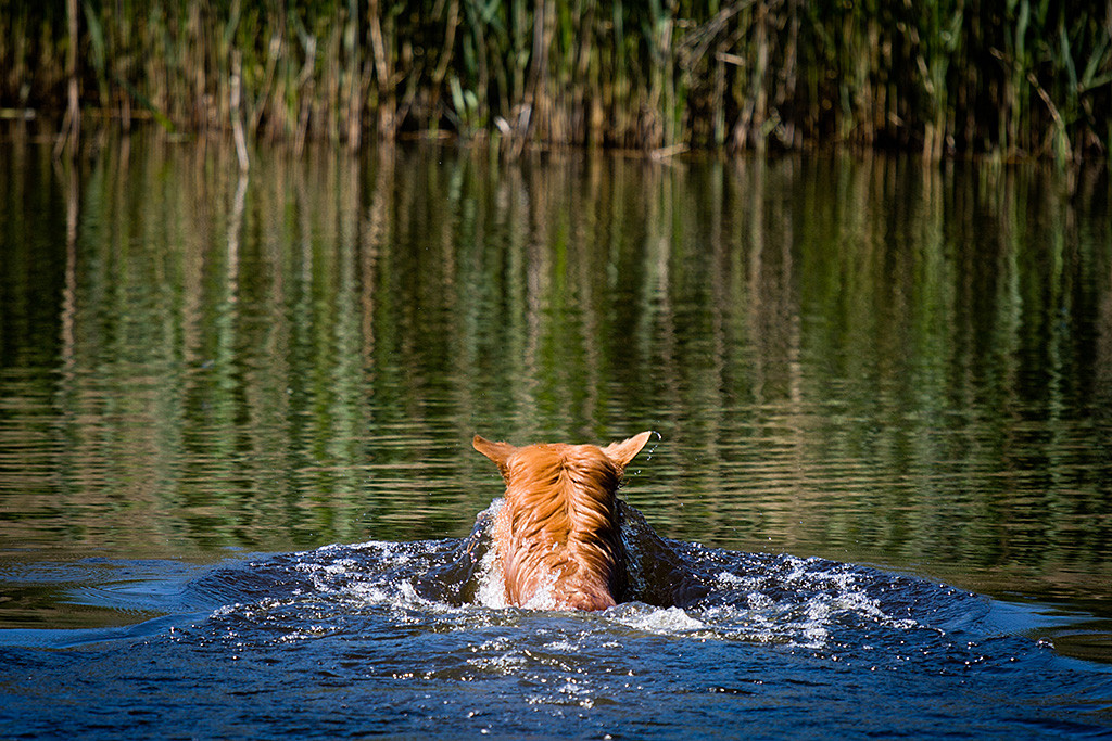 Edison läuft mehr denn er schwimmt aufs Schilf zu