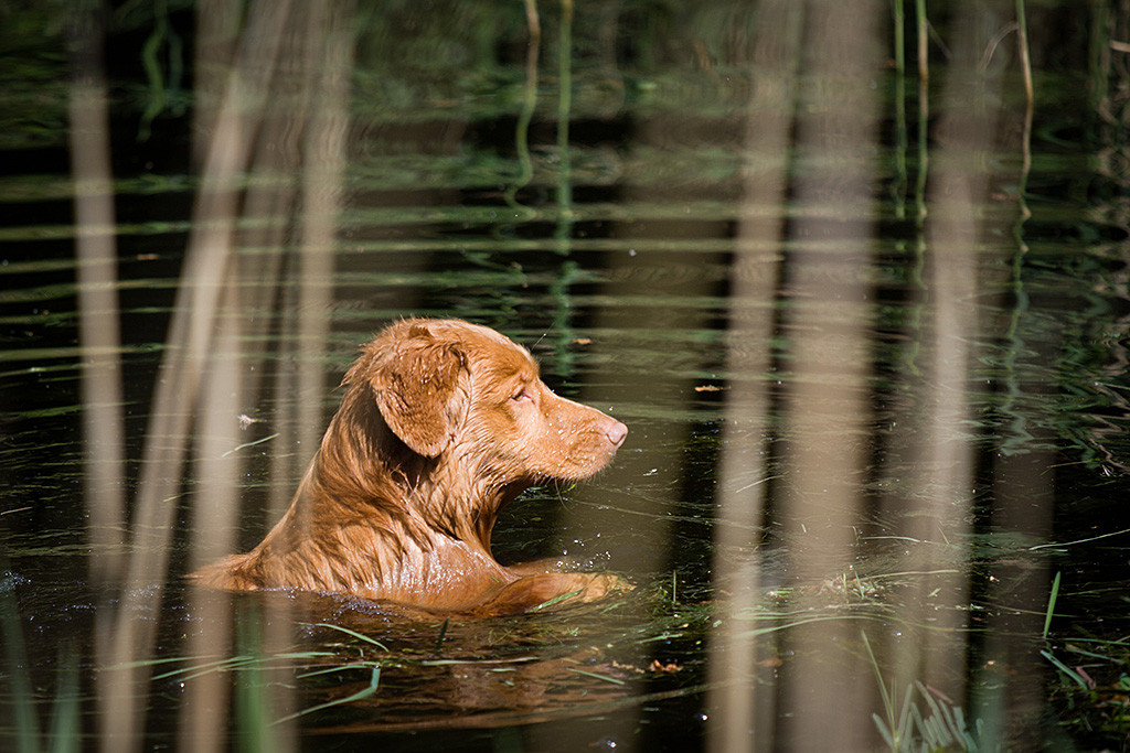 Edison schwimmt im Wasser auf der Stelle und schaut nach rechts rüber