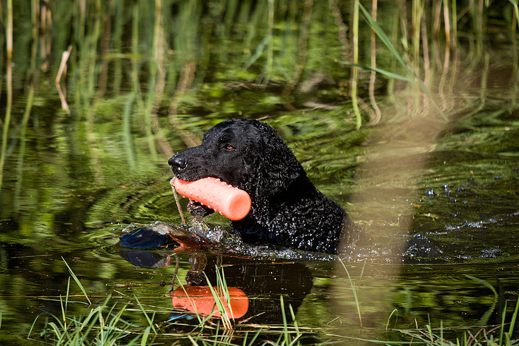 Ein Curly schwimmt im Wasser mit einem Dummy im Fang