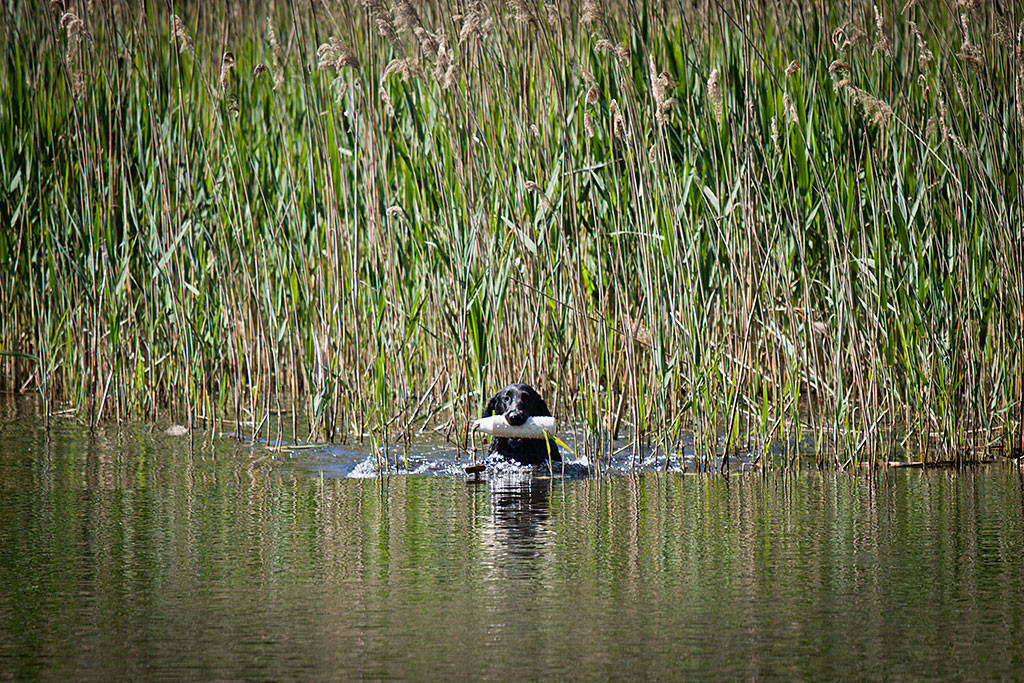 Ivy steht im Schilf mit Dummy im Fang