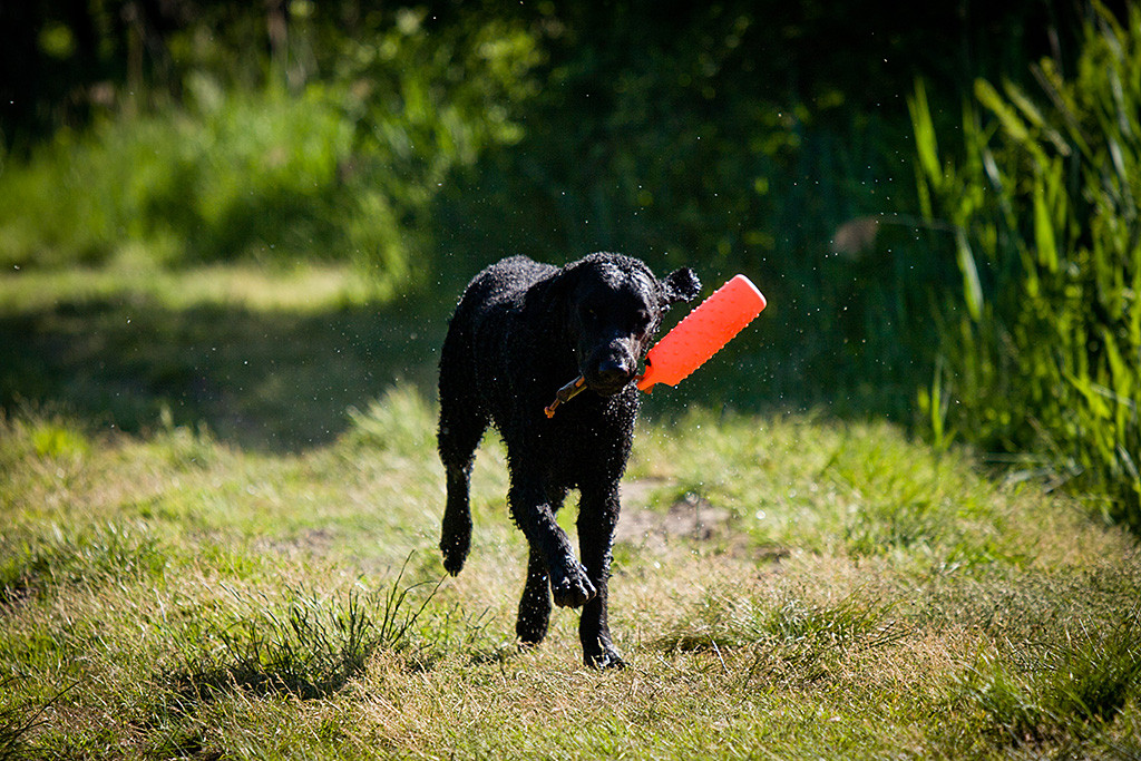 Samu apportiert wedelnd einen Dummy am Bändchen an Land