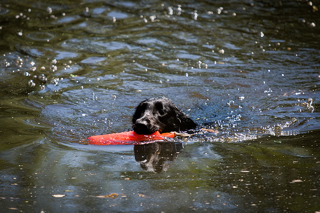 Flat Coated Retriever »Ivy« schwimmt mit dem Dummy im Fang