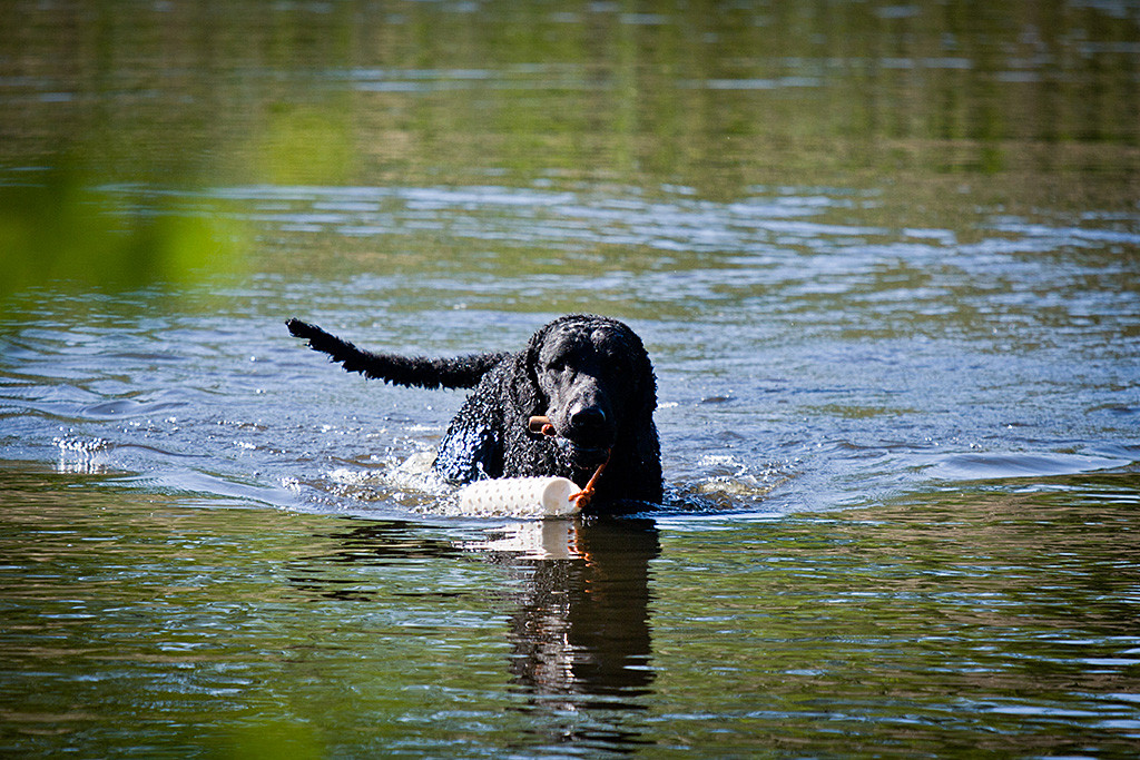 Samu apportiert einen Dummy am Bändchen aus dem Wasser