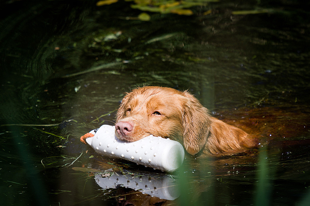 Edison schwimmt ganz in Ruhe mit dem Dummy im Fang