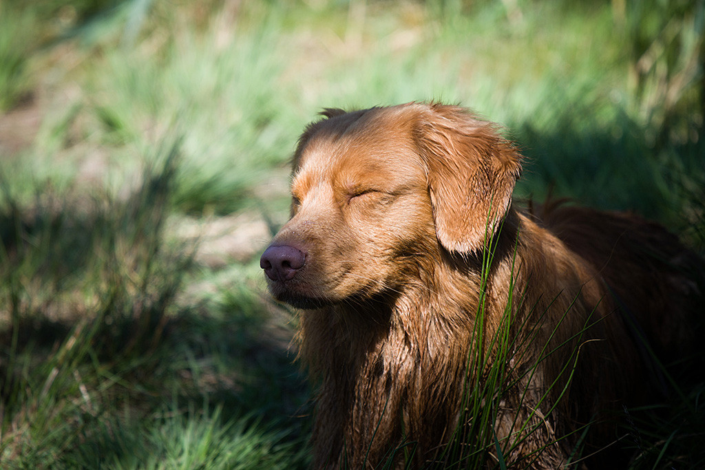 Edison liegt entspannt mit geschlossenen Augen im Schatten