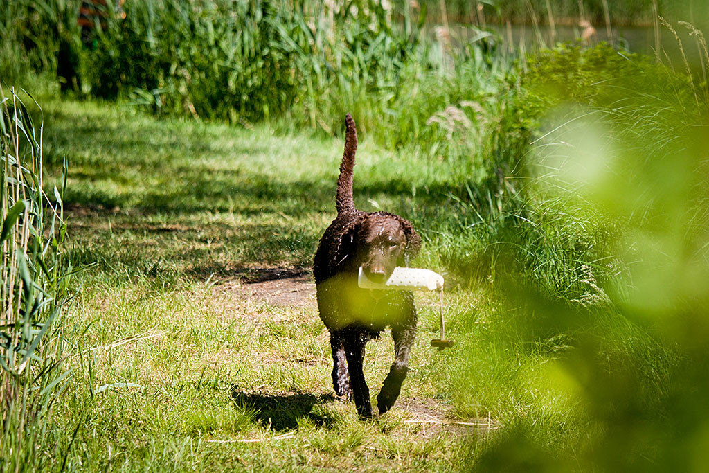 Curly Coated Retriever »Cody« kommt mit Dummy im Fang