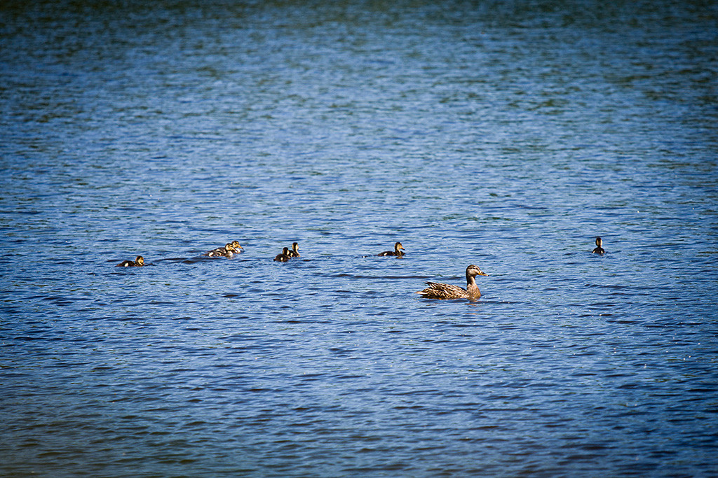Entenmama mit ihren sieben Kleinen auf dem See