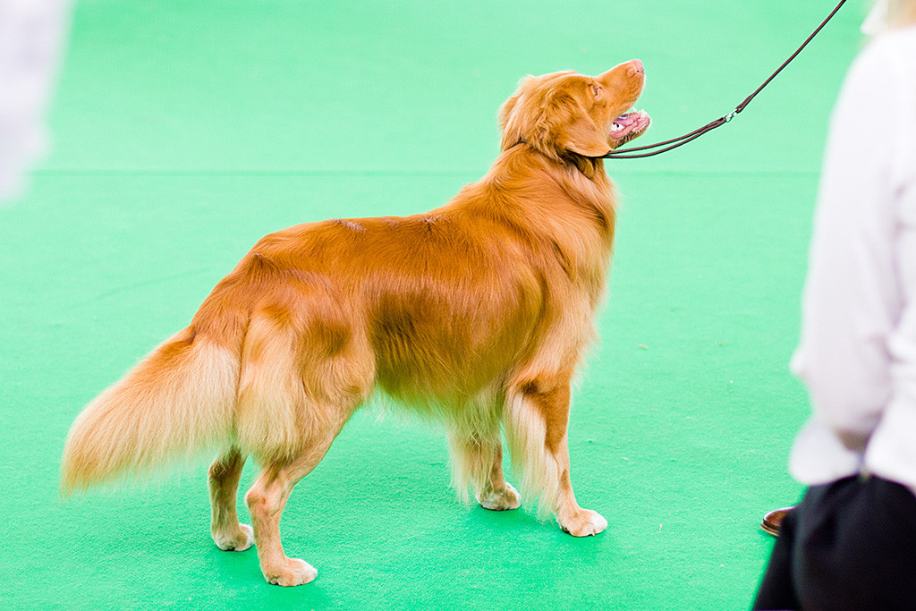 Edison steht frei im Ring und schaut lächelnd hoch