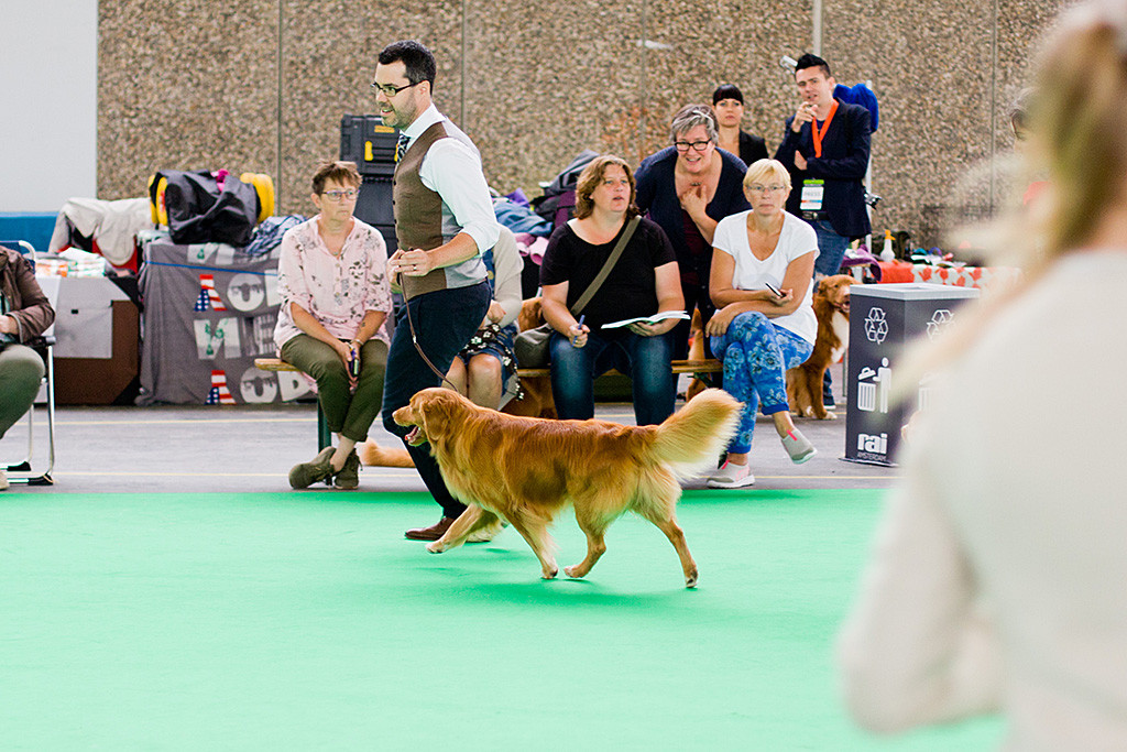 Edison läuft fröhlich an Stephans Seite durch den Ring