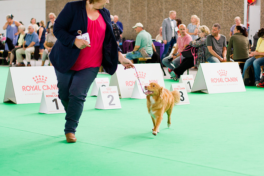 Edisons Tochter Keet läuft freudig an der Seite von Kelly durch den Ring