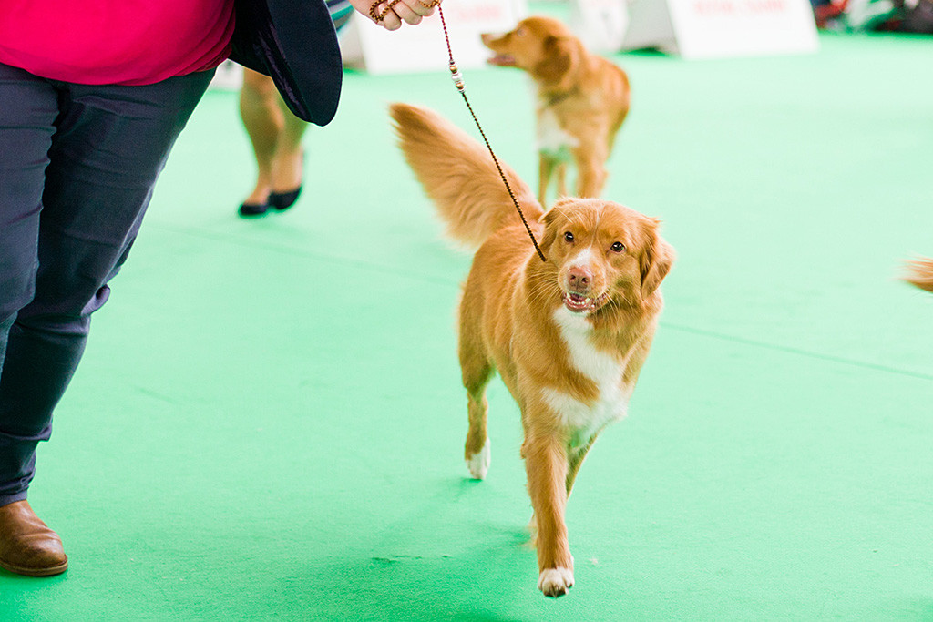 Gwenny läuft an Kelly’s Seite durch den Ring