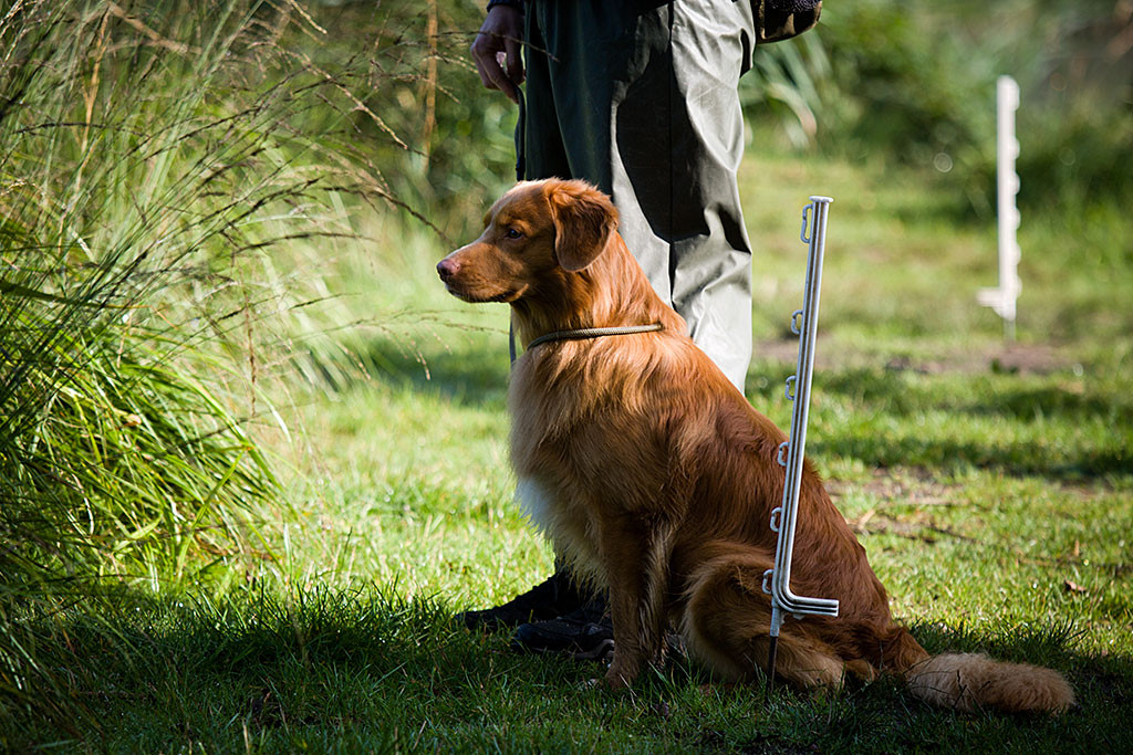 Edison sitzt angeleint an Stephans Seite und verfolgt das Geschehen aufmerksam