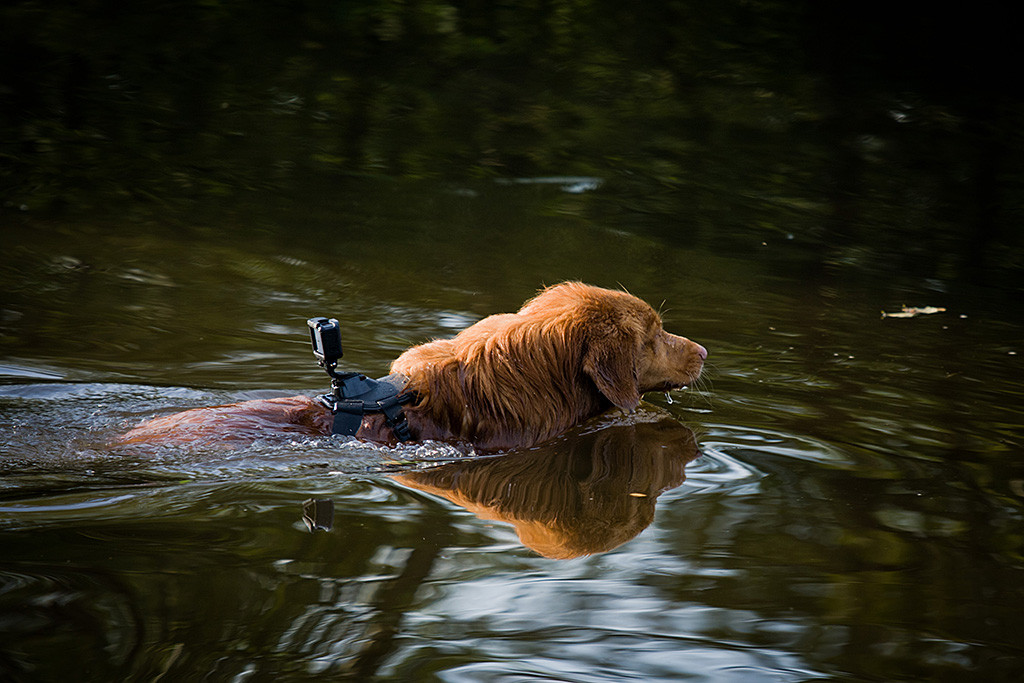 Edison schwimmt mit der GoPro auf dem Rücken durchs Wasser