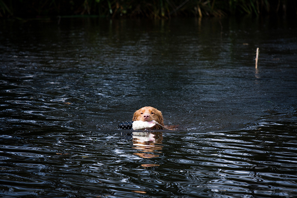 Edison schwimmt mit Dummy im Fang zurück