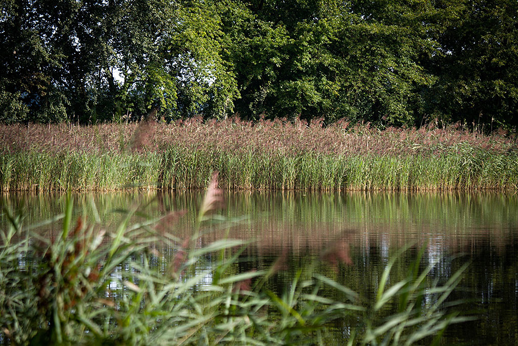 Schilf am See so weit das Auge reicht