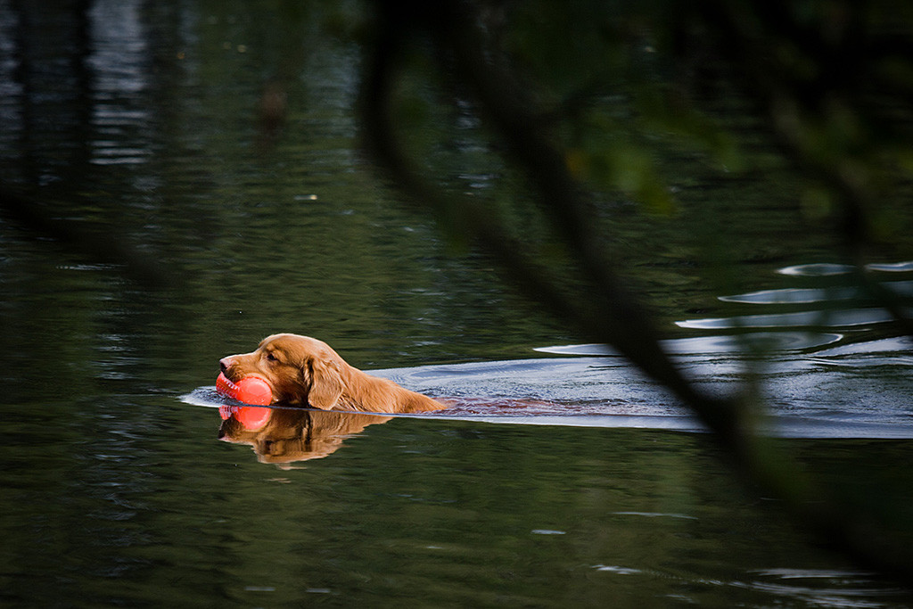 Edison kehrt schwimmend mit Dummy im Fang zurück