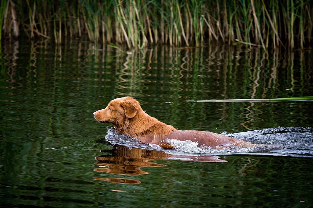 Edison hat eine flache Stelle im See gefunden und läuft durchs Wasser