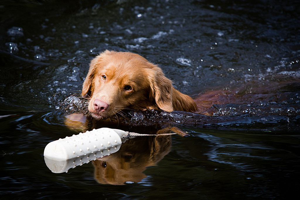 Edison schwimmend kurz bevor er den Wasserdummy aufnimmt