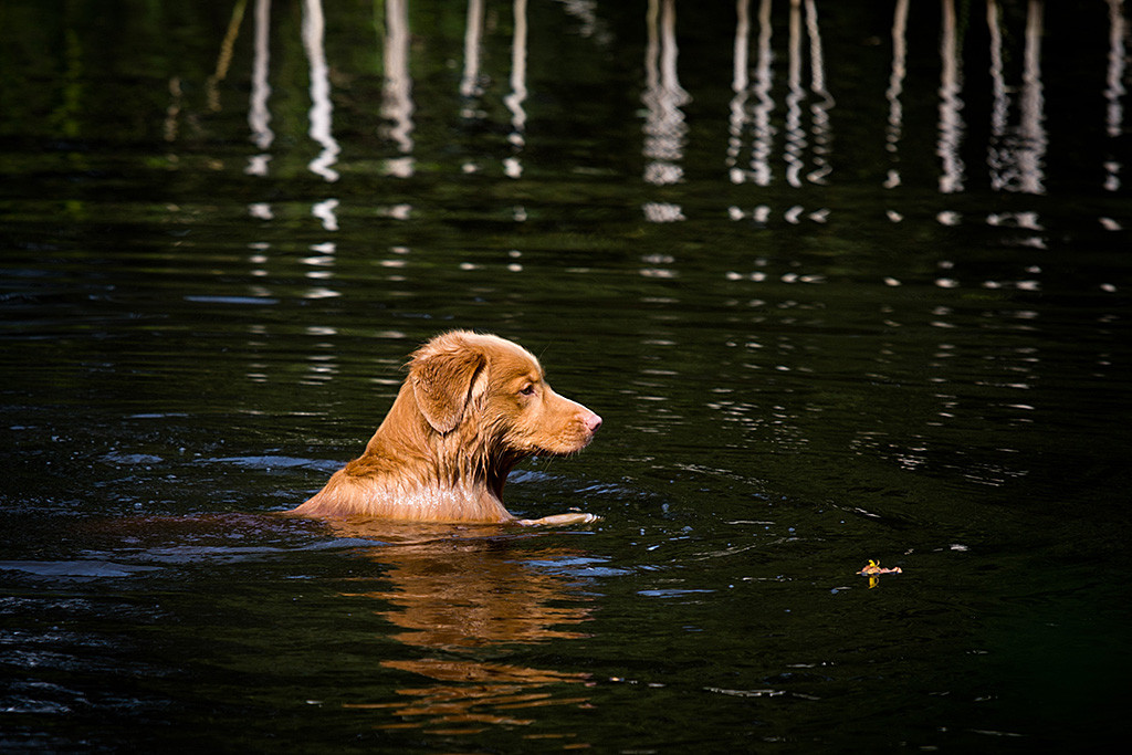 Edison nimmt den Kopf im Wasser hoch, um besser schauen zu können