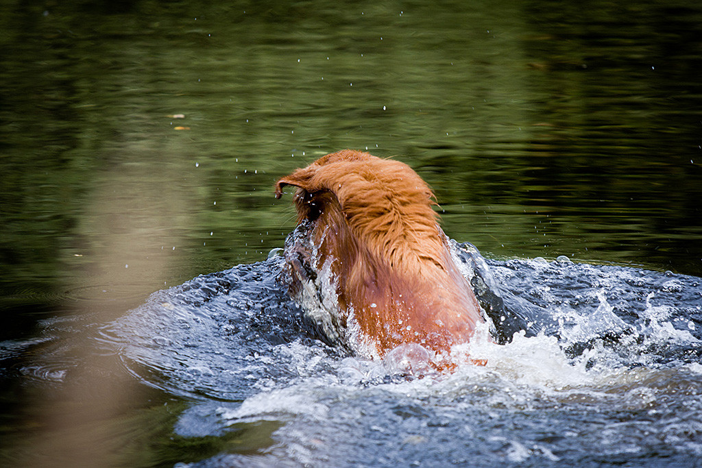 Edison springt ins Wasser