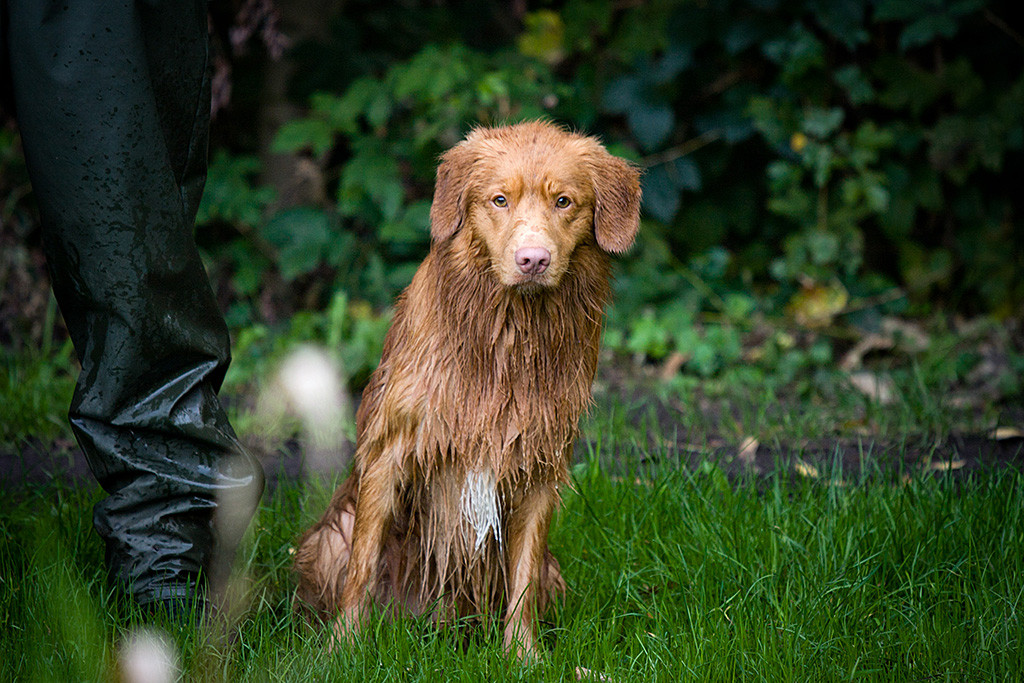 Edison schaut aufmerksam geradeaus und neigt dabei den Oberkörper zur Seite