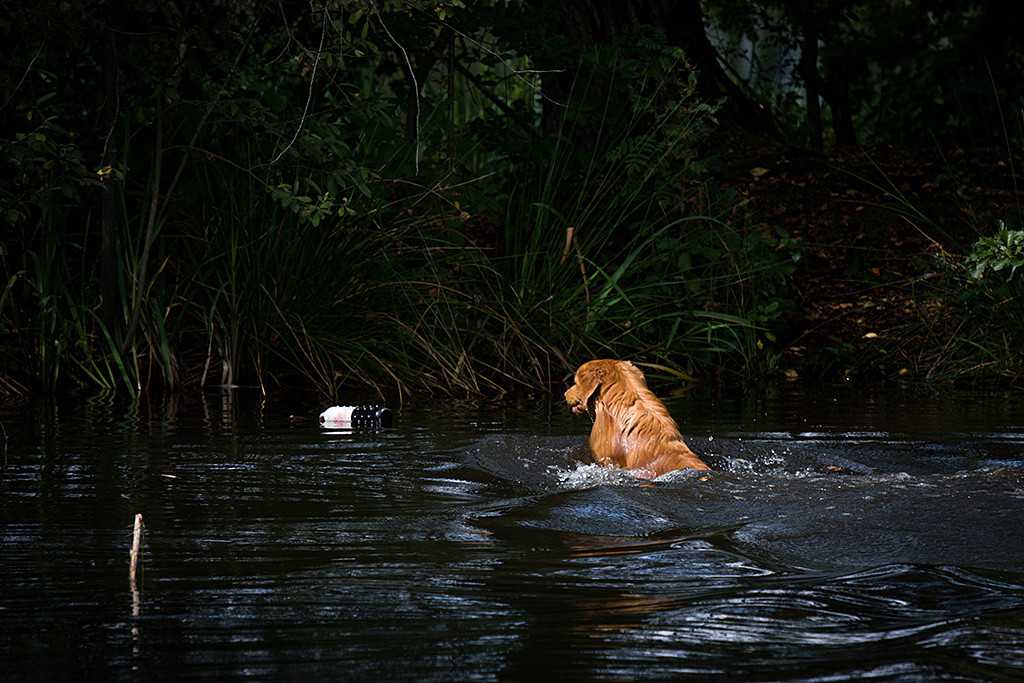 Edison springt förmlich aus dem Wasser zum Dummy, der am Ufer liegt