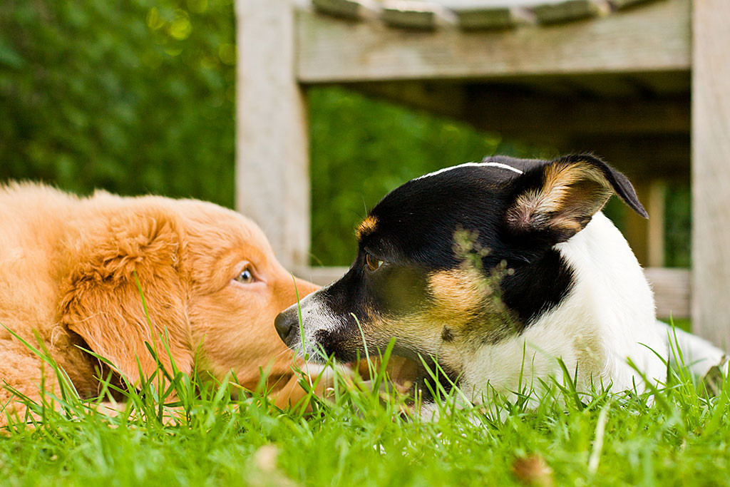 Edison und Oreo liegen gemeinsam auf dem Rasen