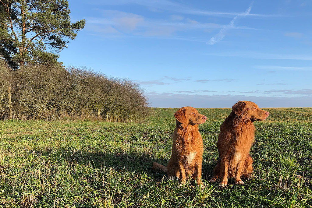 Edison und Newton sitzen auf einem Feld und schauen beide nach rechts während die Sonne aufgeht