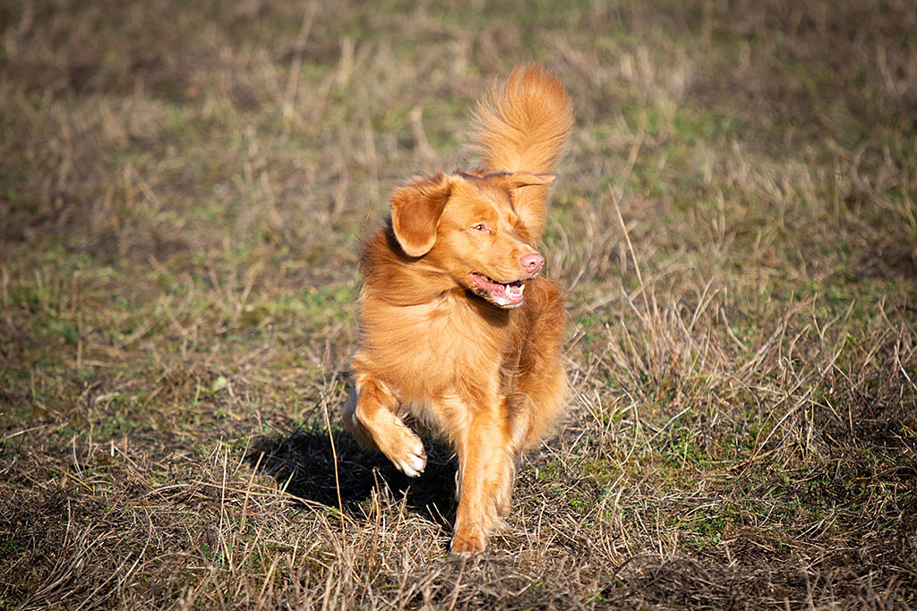 Edison läuft freudig zur Seite schauend im Herbst über die Wiese