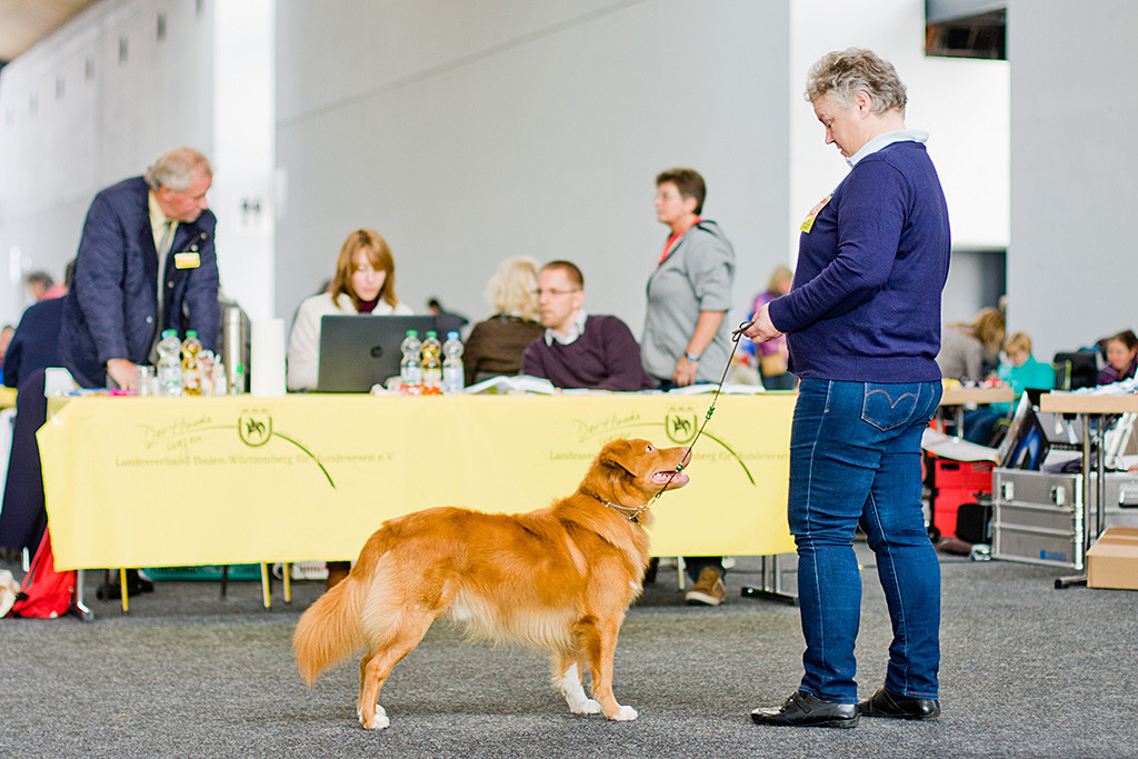 »Seawild’s Born to Peform« steht seiner Besitzerin vor dem Richtertisch