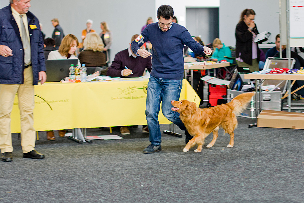 Edison läuft geführt von Stephan seitlich auf den Richter zu, der vor dem Richtetisch steht