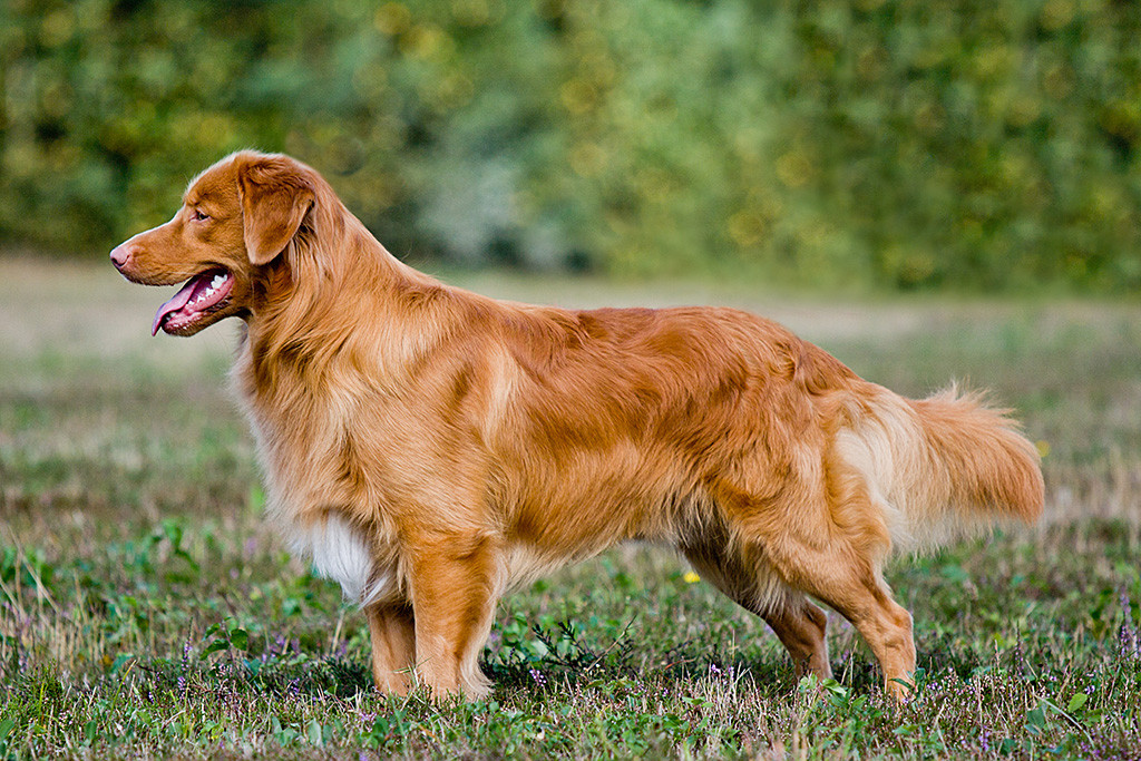 Heyoka’s Red Flame for Edison Hope