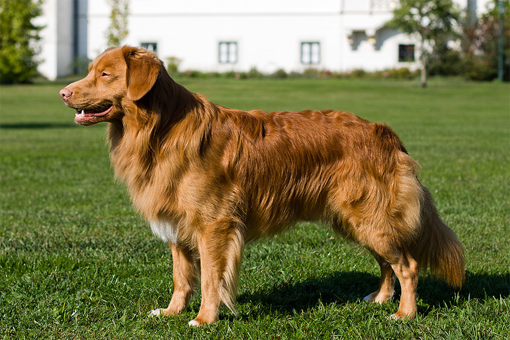 Heyoka’s Red Flame for Edison Hope