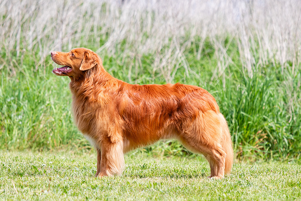 Heyoka’s Red Flame for Edison Hope