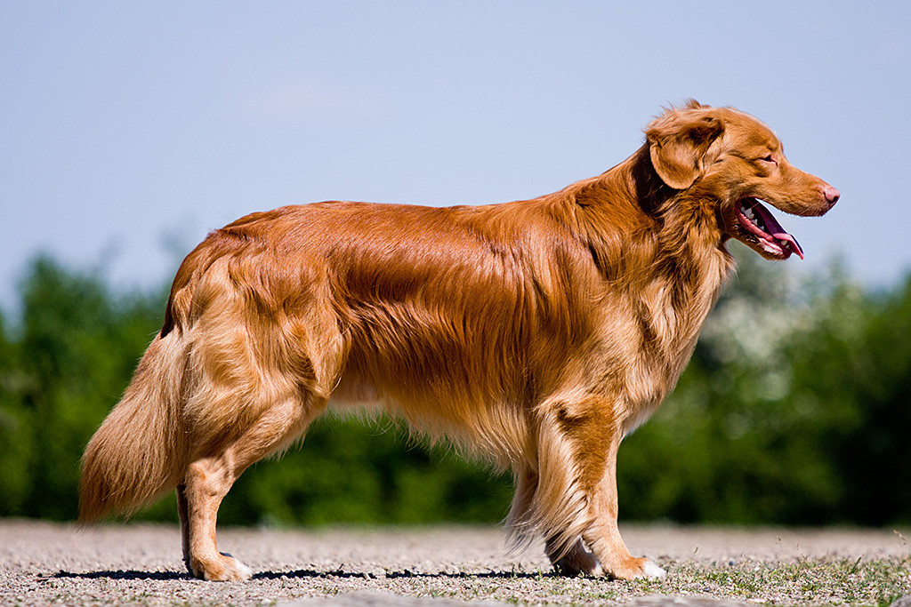 Heyoka’s Red Flame for Edison Hope