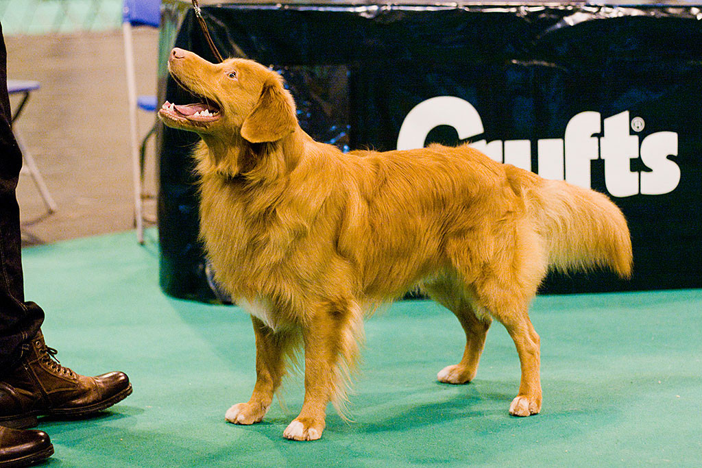 Edison steht mit einem fetten Lächeln im Ring