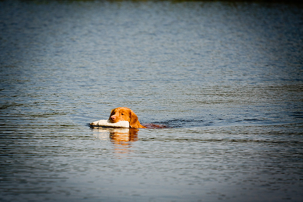 Edison schwimmt mit dem Dummy im Fang ganz in Ruhe zurück zu Stephan